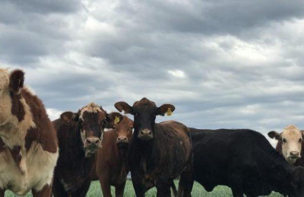 Os limites legais das penalidades administrativas impostas pela Fiscalização do Ministério da Agricultura