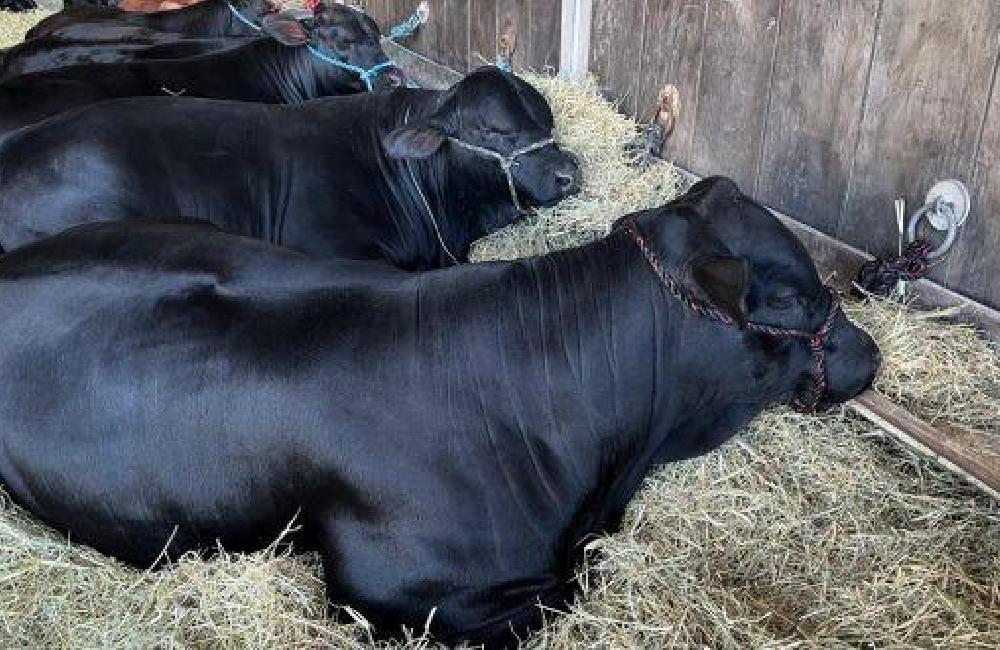 Regulamento do Processo Administrativo de Fiscalização Agropecuária