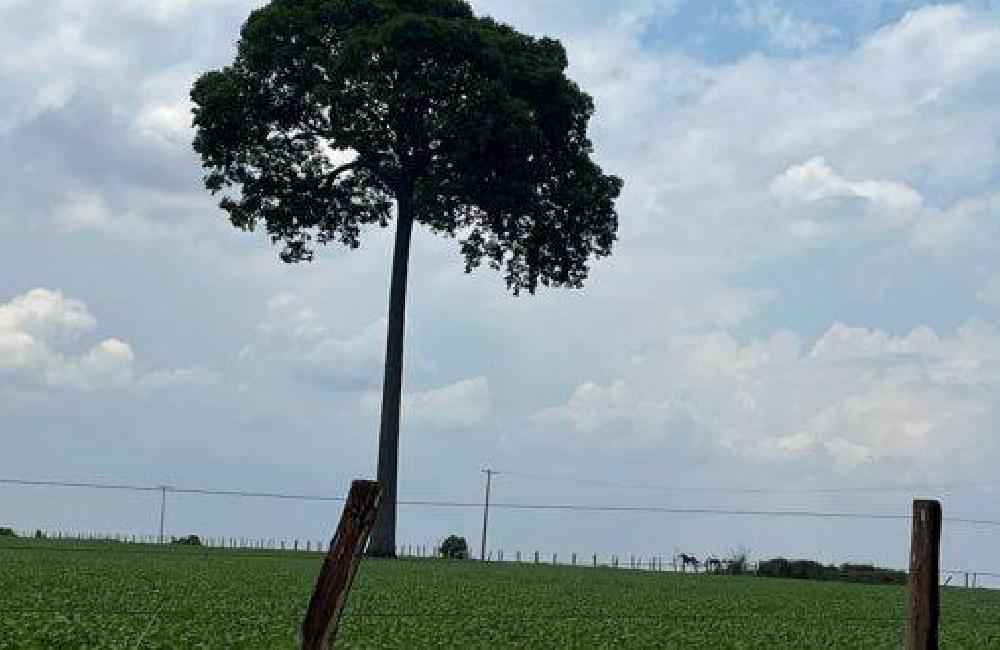 Sentença judicial estabelece que a prescrição da multa ambiental afasta o embargo de área rural